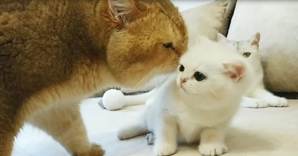 Kitten Meets Dad And Her Reaction Is Not What You D Expect Madly Odd