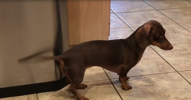 Adorable Dachshund Puppy Uses Her Tail to Play Drums on