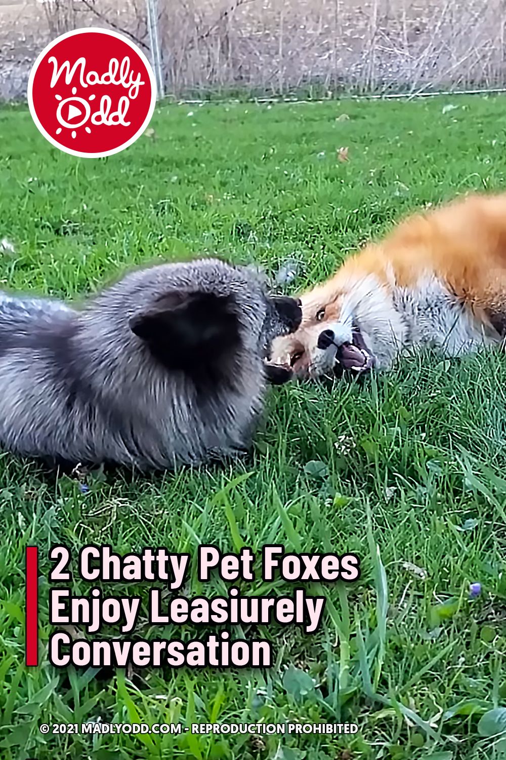 2 Chatty Pet Foxes Enjoy Leasiurely Conversation
