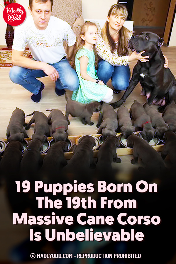 19 Puppies Born On The 19th From Massive Cane Corso Is Unbelievable