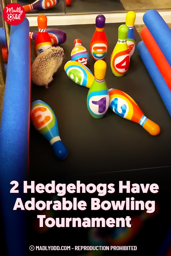 2 Hedgehogs Have Adorable Bowling Tournament