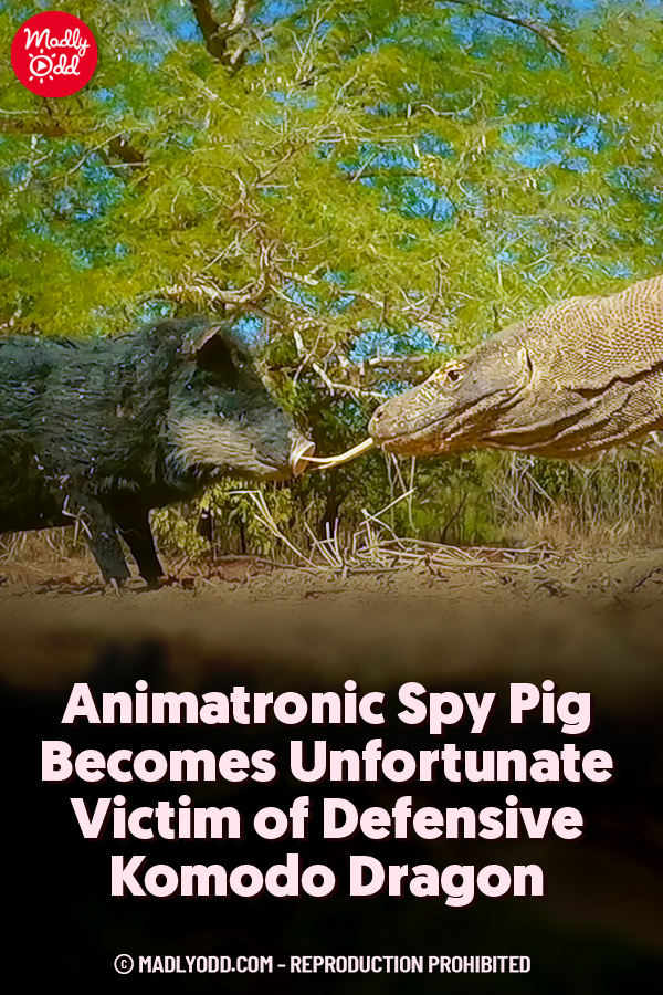 Animatronic Spy Pig Becomes Unfortunate Victim of Defensive Komodo Dragon