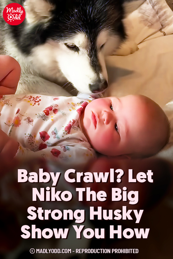 Baby Crawl? Let Niko The Big Strong Husky Show You How