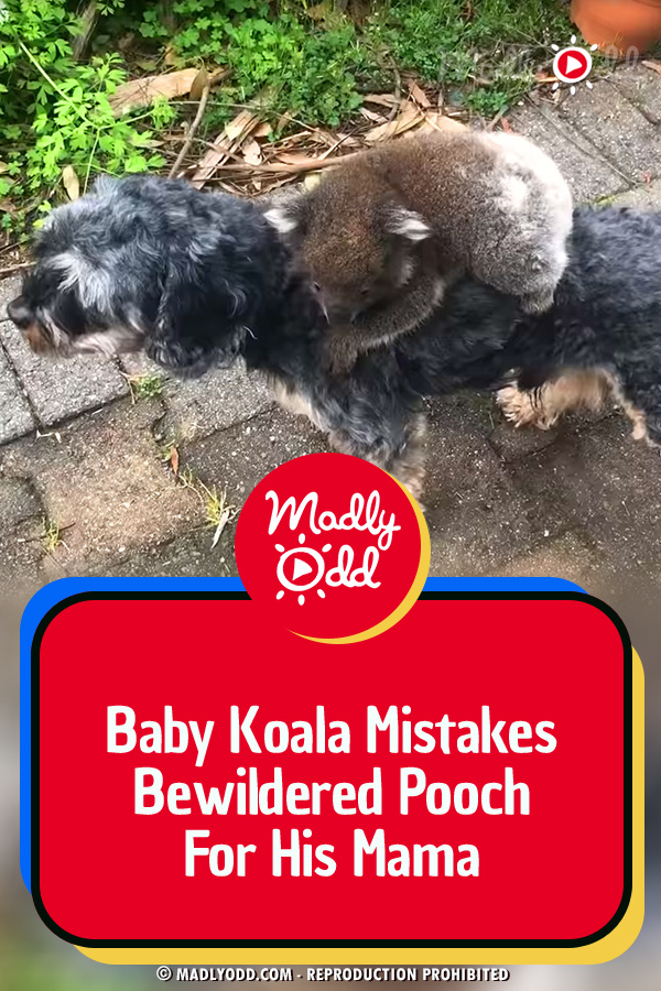 Baby Koala Mistakes Bewildered Pooch For His Mama
