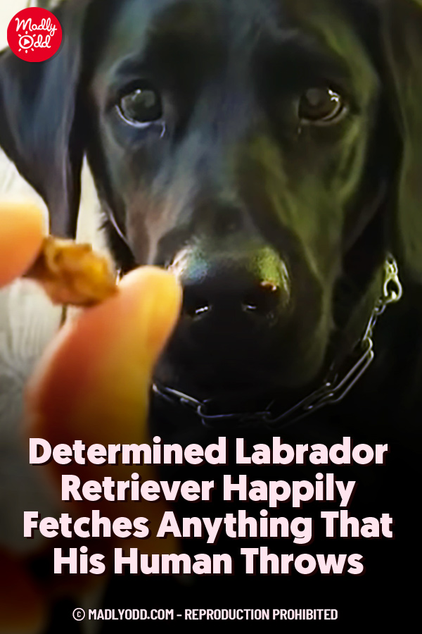 Determined Labrador Retriever Happily Fetches Anything That His Human Throws