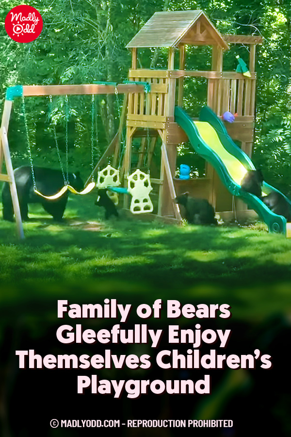 Family of Bears Gleefully Enjoy Themselves Children’s Playground
