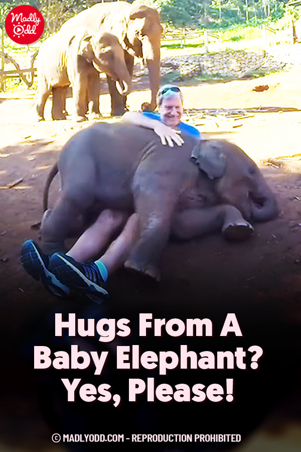 Hugs From A Baby Elephant? Yes, Please!