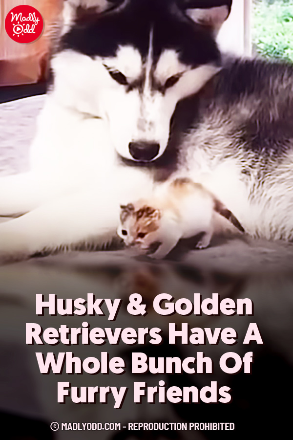 Husky & Golden Retrievers Have A Whole Bunch Of Furry Friends