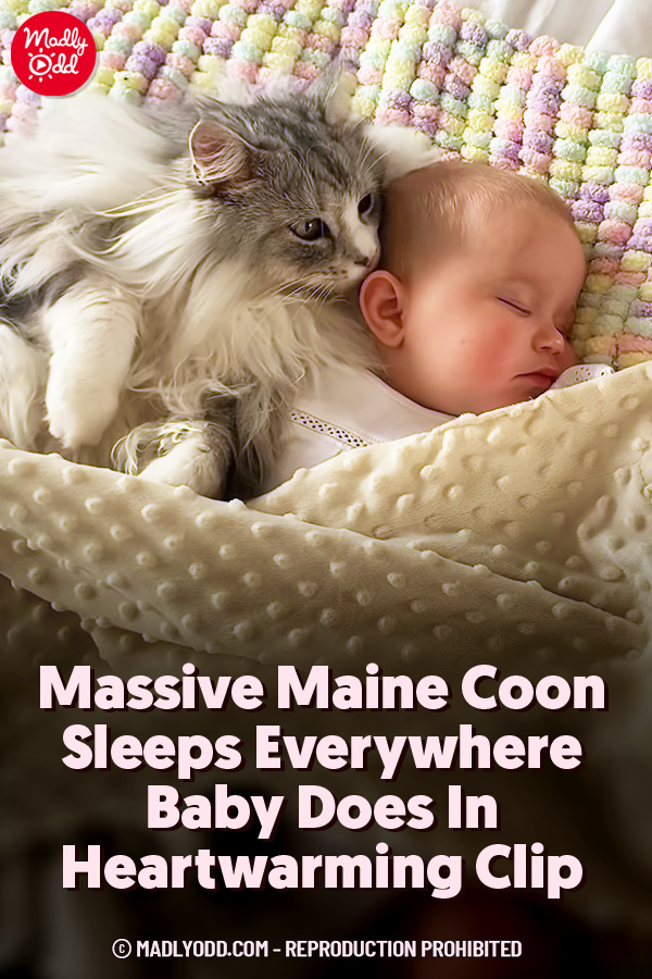 Massive Maine Coon Sleeps Everywhere Baby Does In Heartwarming Clip