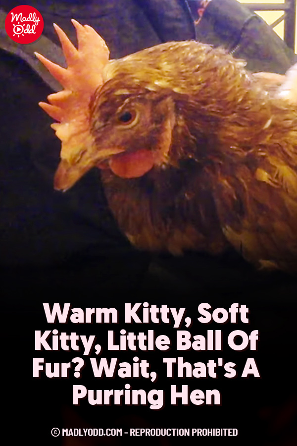 Warm Kitty, Soft Kitty, Little Ball Of Fur? Wait, That\'s A Purring Hen