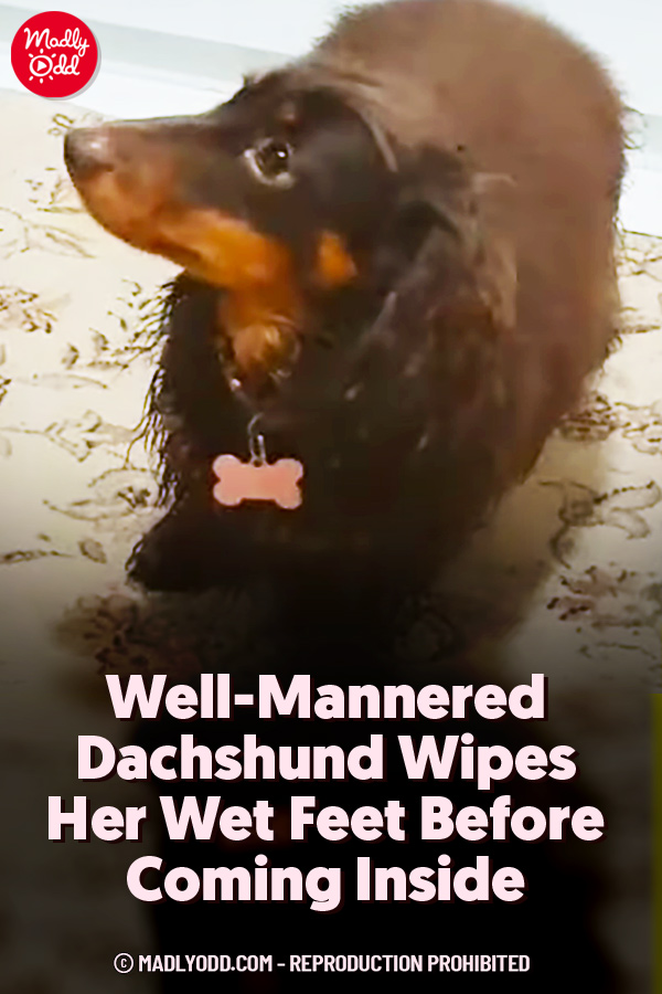 Well-Mannered Dachshund Wipes Her Wet Feet Before Coming Inside
