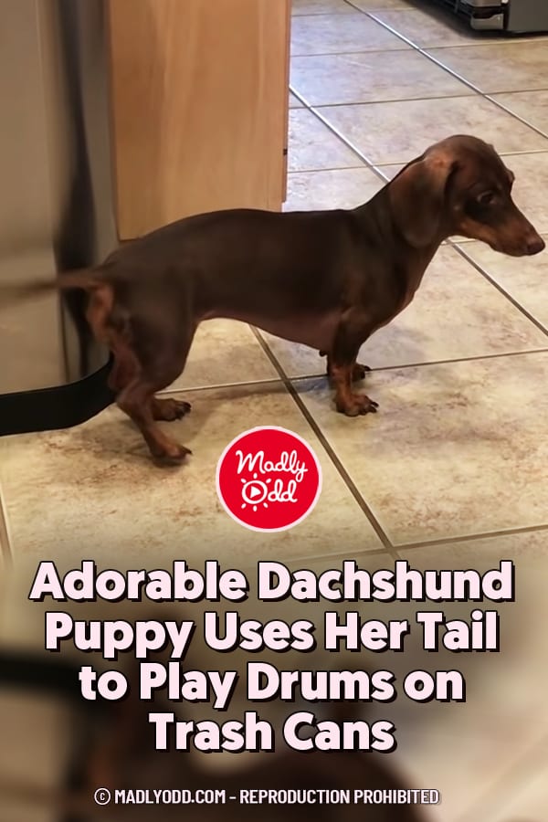 Adorable Dachshund Puppy Uses Her Tail to Play Drums on Trash Cans