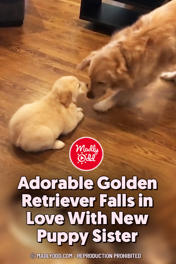 Adorable Golden Retriever Falls in Love With New Puppy Sister