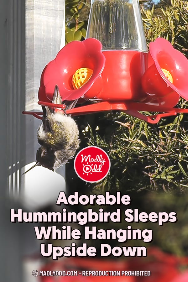 Adorable Hummingbird Sleeps While Hanging Upside Down