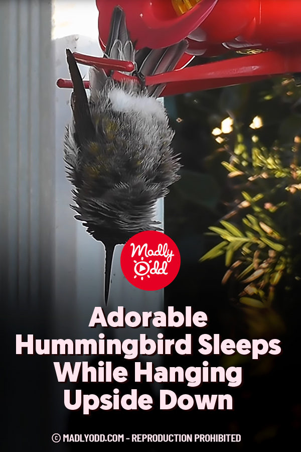 PINAdorable Hummingbird Sleeps While Hanging Upside Down Madly Odd!