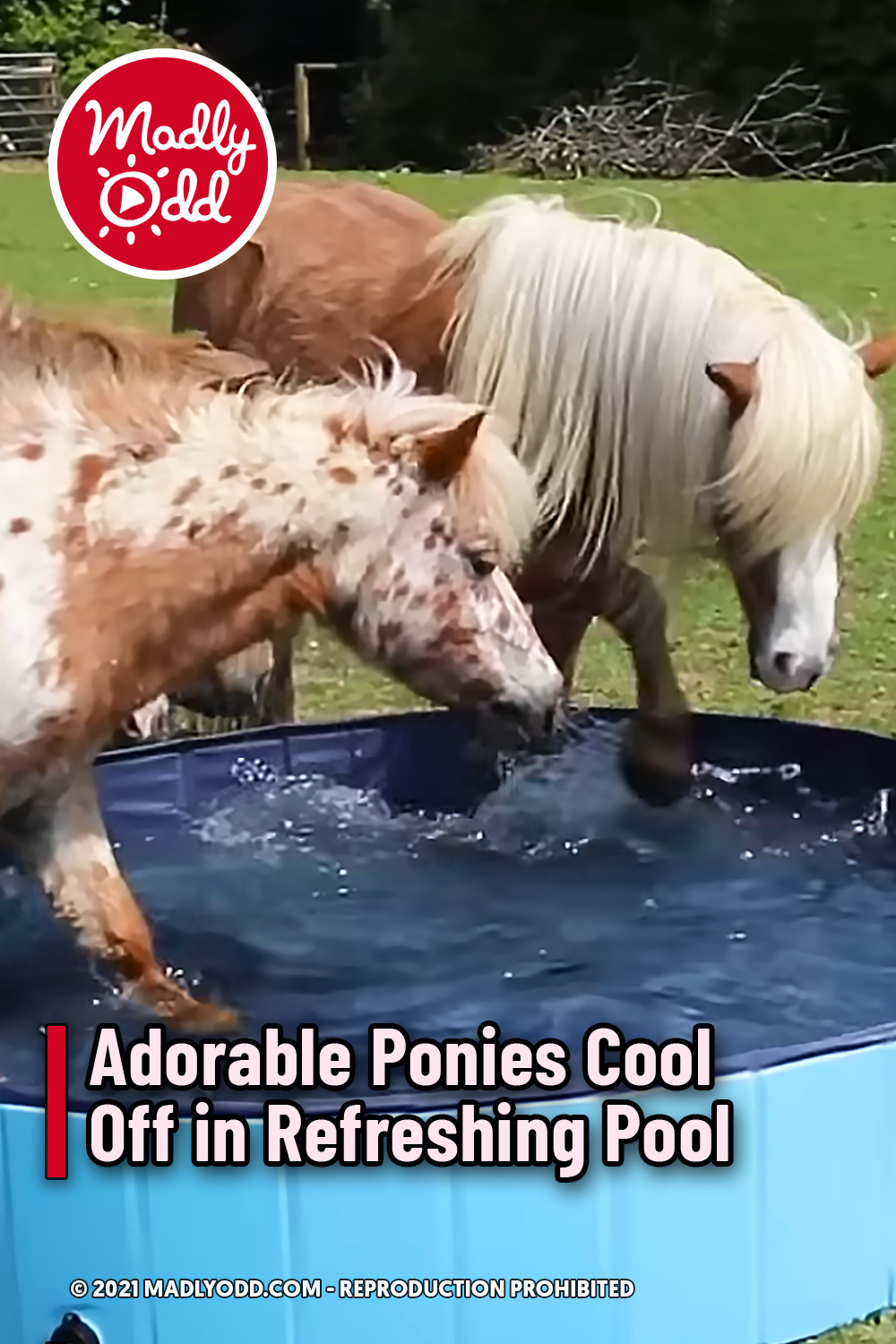 Adorable Ponies Cool Off in Refreshing Pool