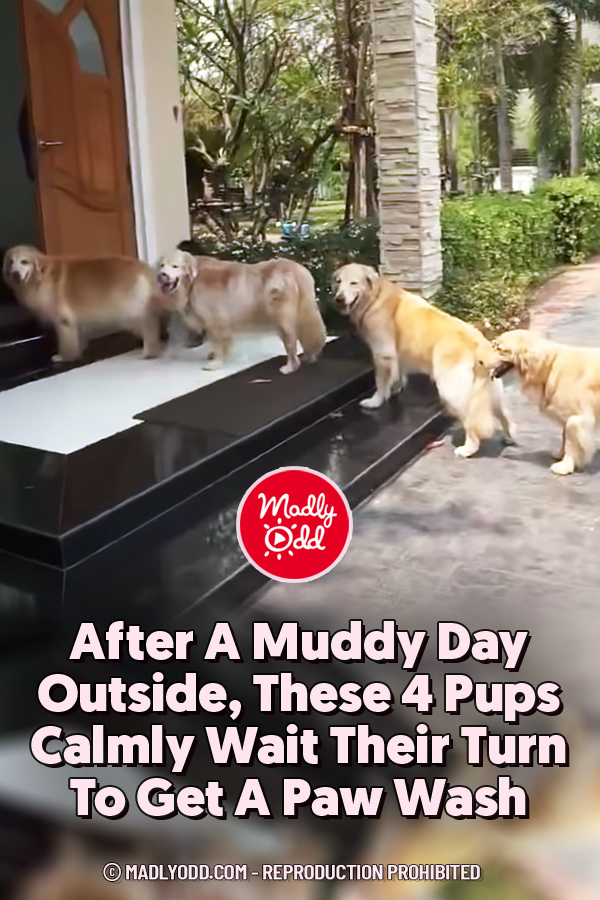 After A Muddy Day Outside, These 4 Pups Calmly Wait Their Turn To Get A Paw Wash