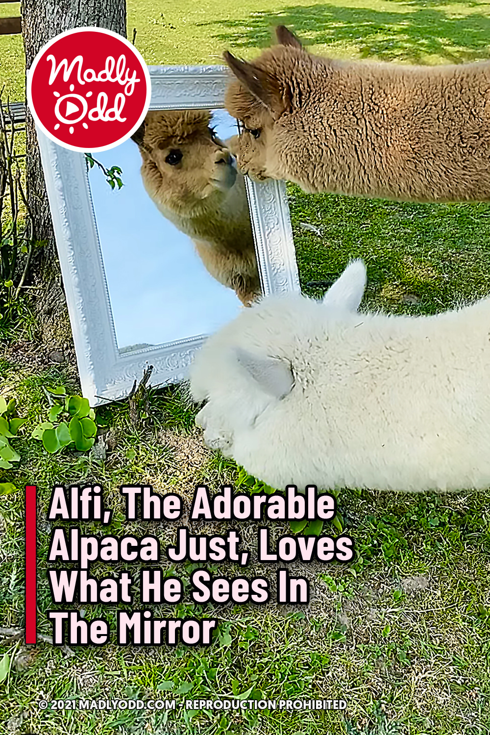 Alfi, The Adorable Alpaca Just, Loves What He Sees In The Mirror