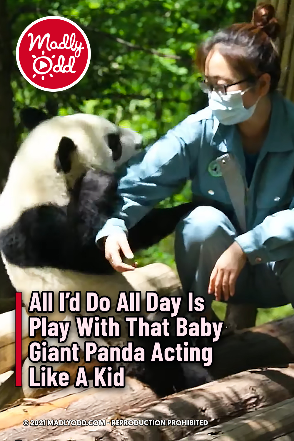 All I\'d Do All Day Is Play With That Baby Giant Panda Acting Like A Kid