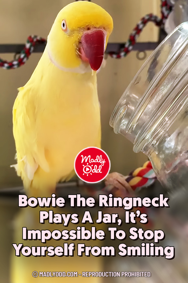 Bowie The Ringneck Plays A Jar, It\'s Impossible To Stop Yourself From Smiling