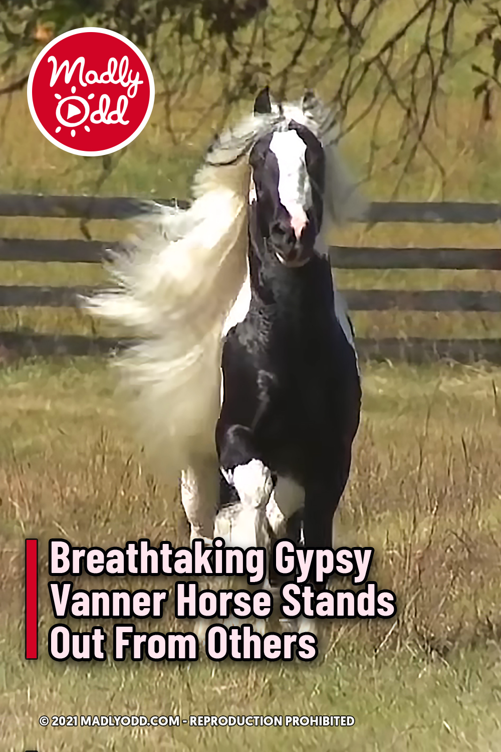 Breathtaking Gypsy Vanner Horse Stands Out From Others