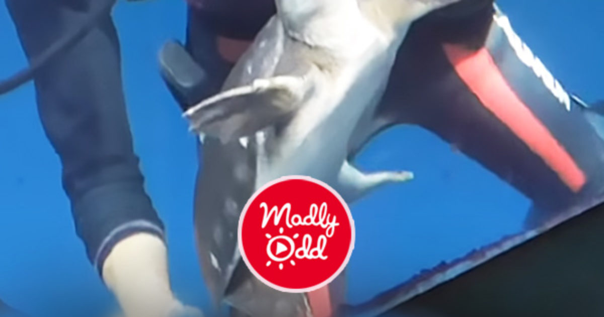 Pinterest Hidden Image