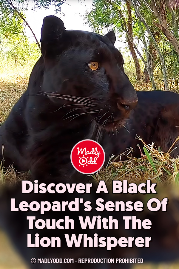 Discover A Black Leopard\'s Sense Of Touch With The Lion Whisperer