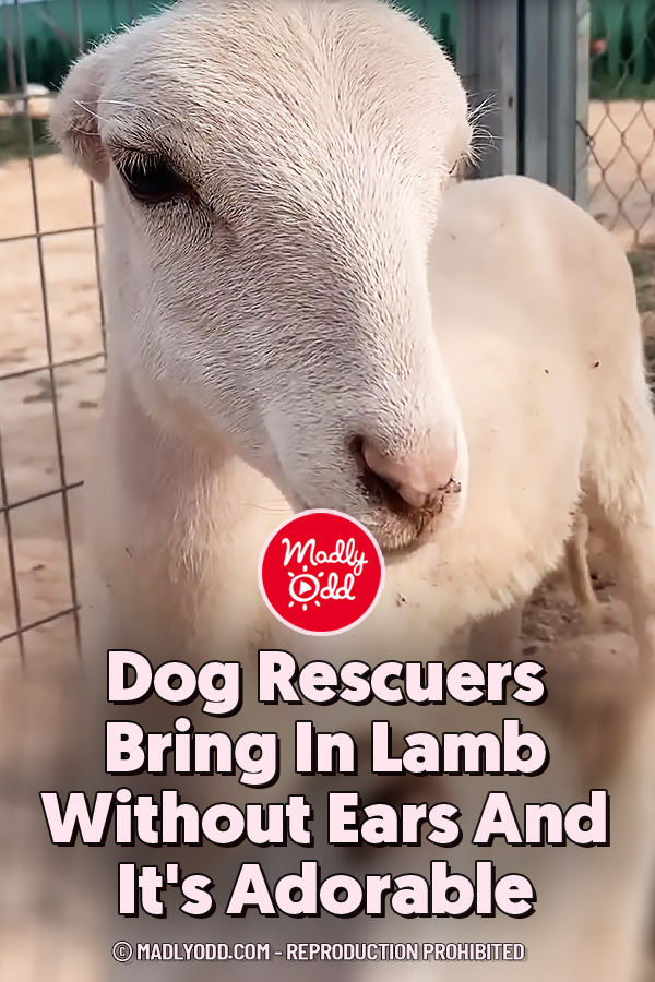 Dog Rescuers Bring In Lamb Without Ears And It\'s Adorable