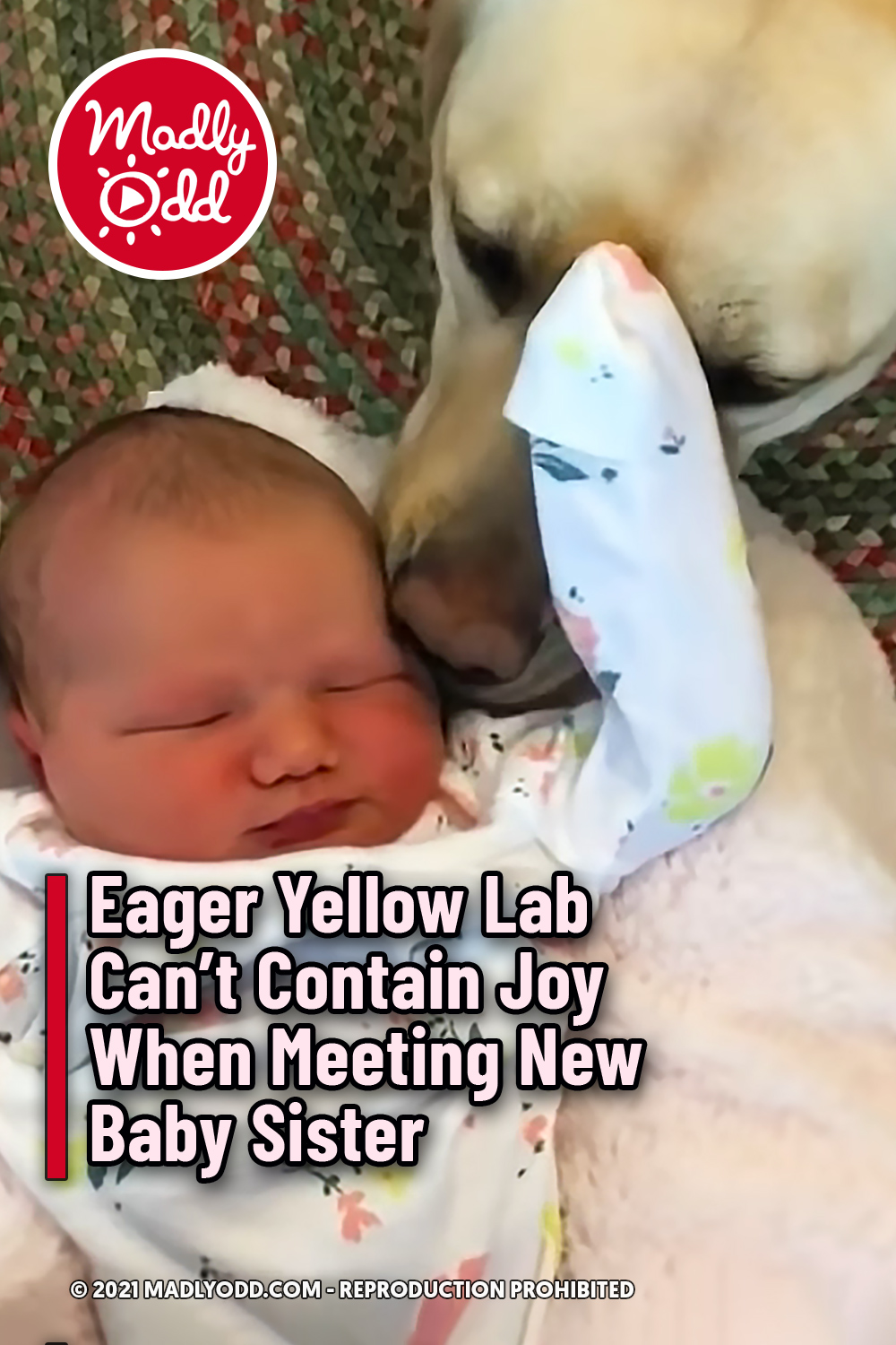 Eager Yellow Lab Can\'t Contain Joy When Meeting New Baby Sister