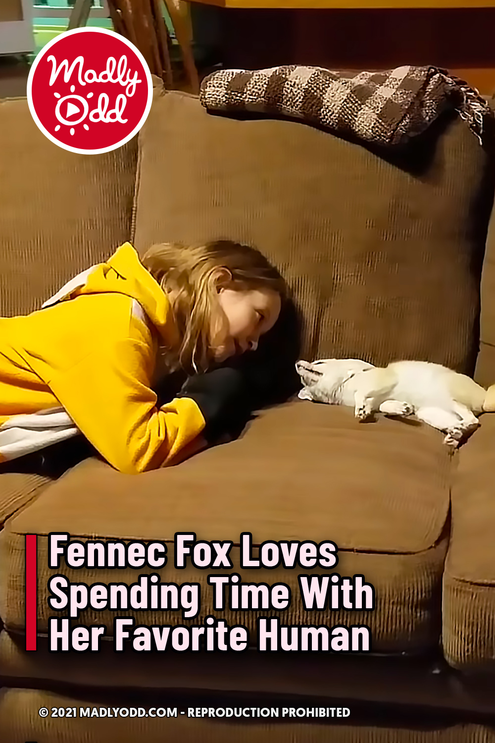 Fennec Fox Loves Spending Time With Her Favorite Human