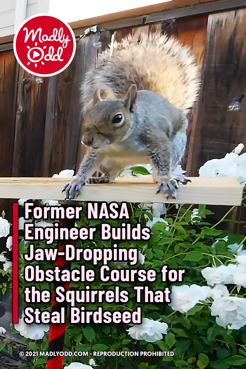 Former NASA Engineer Builds Jaw-Dropping Obstacle Course for the Squirrels That Steal Birdseed
