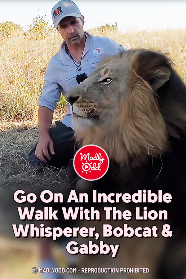 Go On An Incredible Walk With The Lion Whisperer, Bobcat & Gabby
