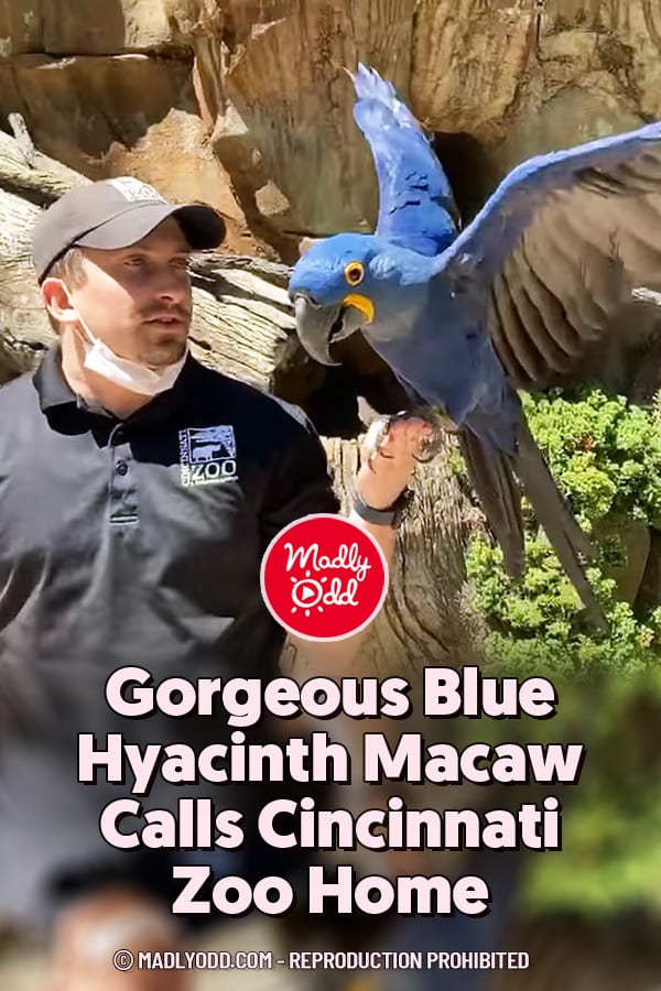 Gorgeous Blue Hyacinth Macaw Calls Cincinnati Zoo Home
