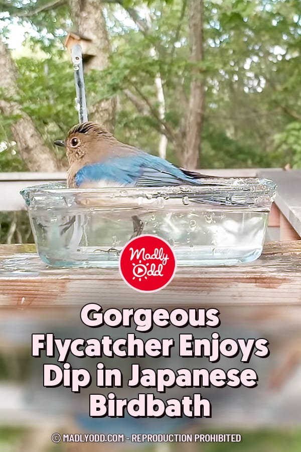 Gorgeous Flycatcher Enjoys Dip in Japanese Birdbath