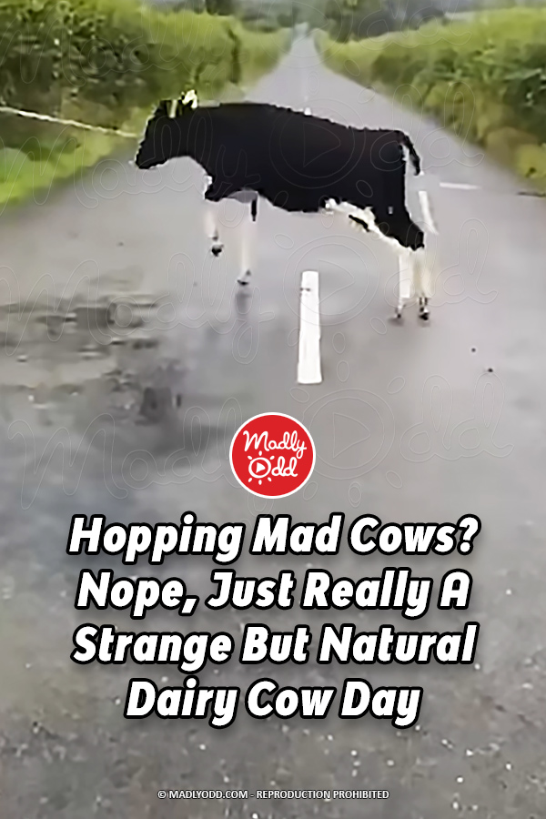 Hopping Mad Cows? Nope, Just Really A Strange But Natural Dairy Cow Day