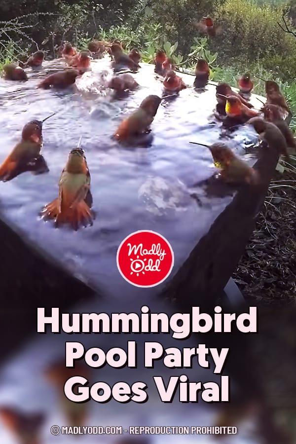 Hummingbird Pool Party Goes Viral