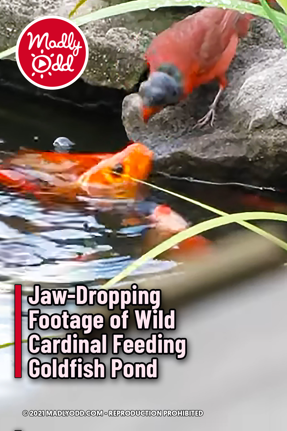 Jaw-Dropping Footage of Wild Cardinal Feeding Goldfish Pond