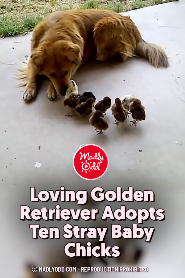 Loving Golden Retriever Adopts Ten Stray Baby Chicks
