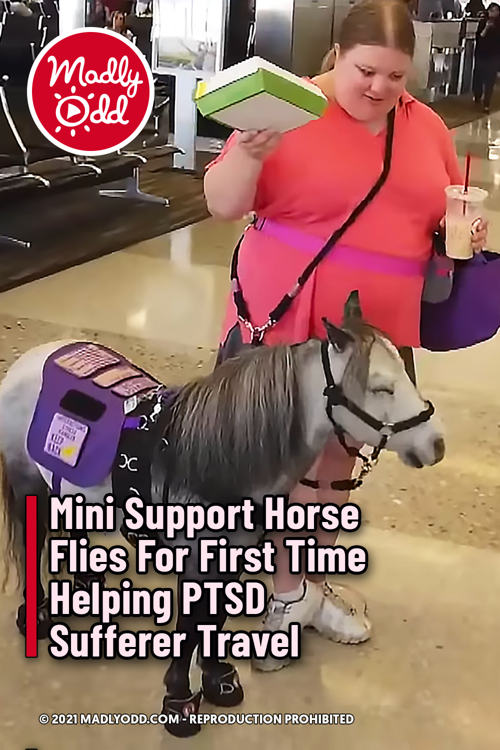 Mini Support Horse Flies For First Time Helping PTSD Sufferer Travel