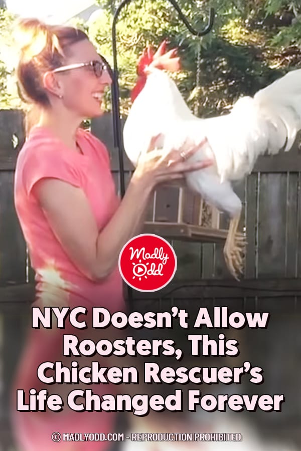 NYC Doesn’t Allow Roosters, This Chicken Rescuer’s Life Changed Forever