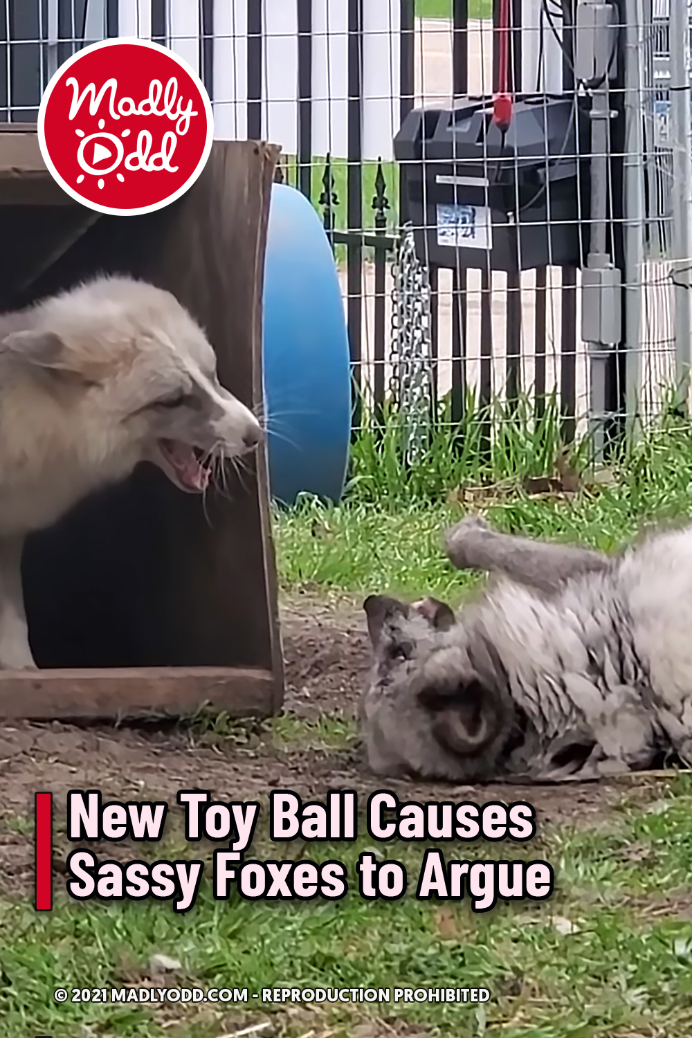New Toy Ball Causes Sassy Foxes to Argue