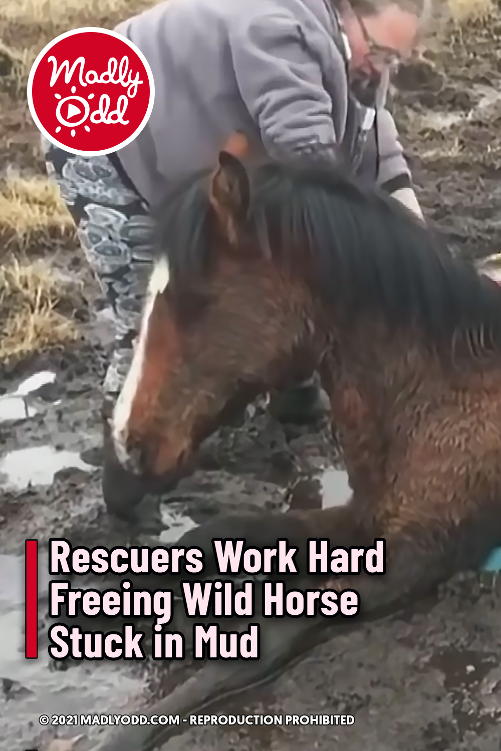 Rescuers Work Hard Freeing Wild Horse Stuck in Mud