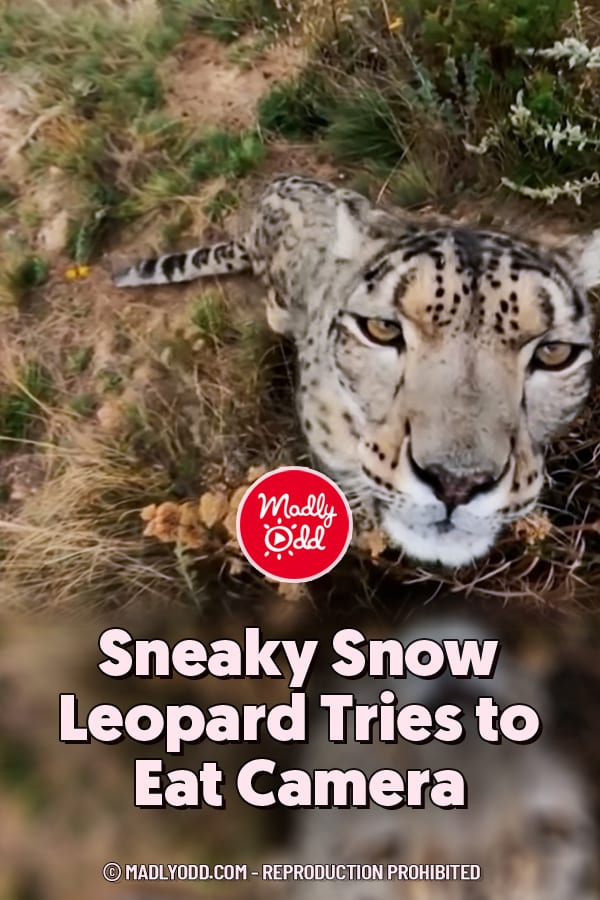 Sneaky Snow Leopard Tries to Eat Camera