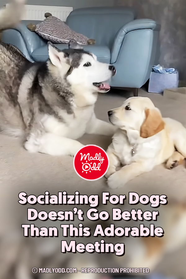 Socializing For Dogs Doesn’t Go Better Than This Adorable Meeting