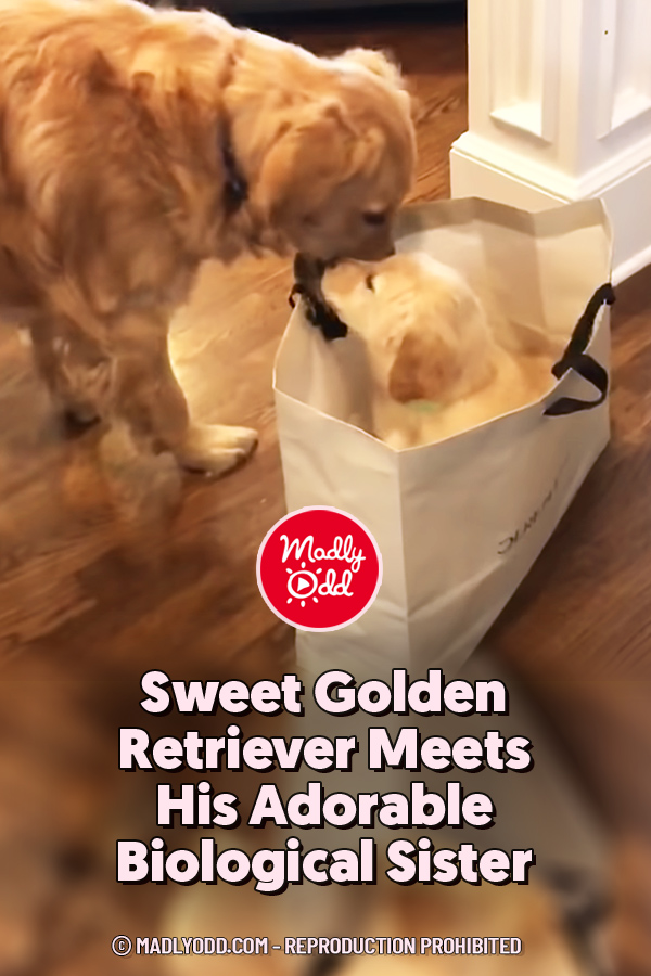 Sweet Golden Retriever Meets His Adorable Biological Sister