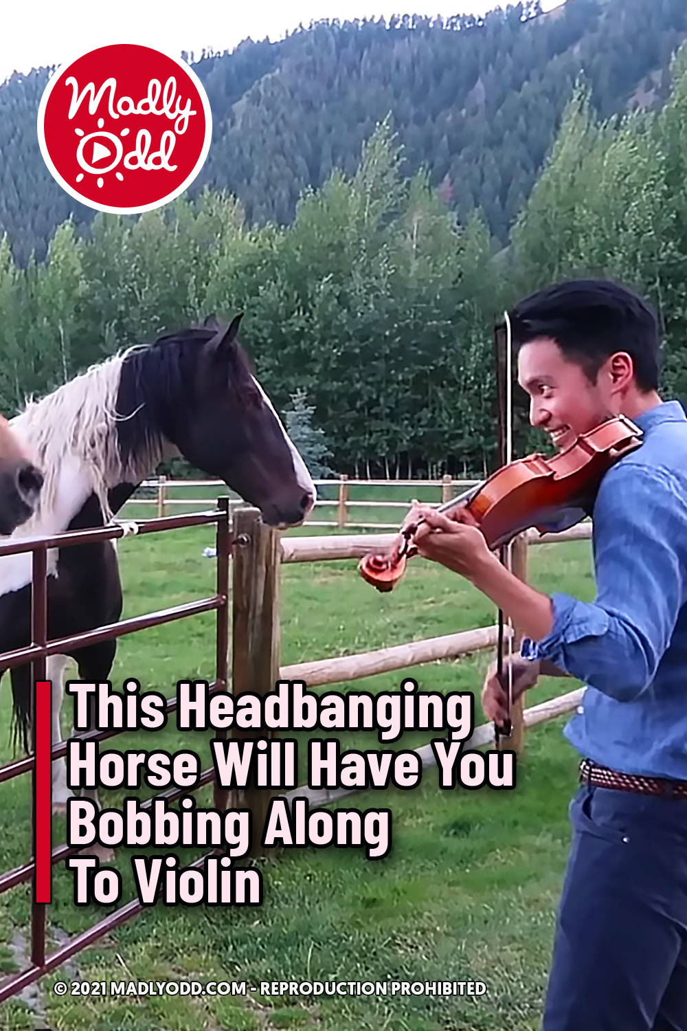 This Headbanging Horse Will Have You Bobbing Along To Violin