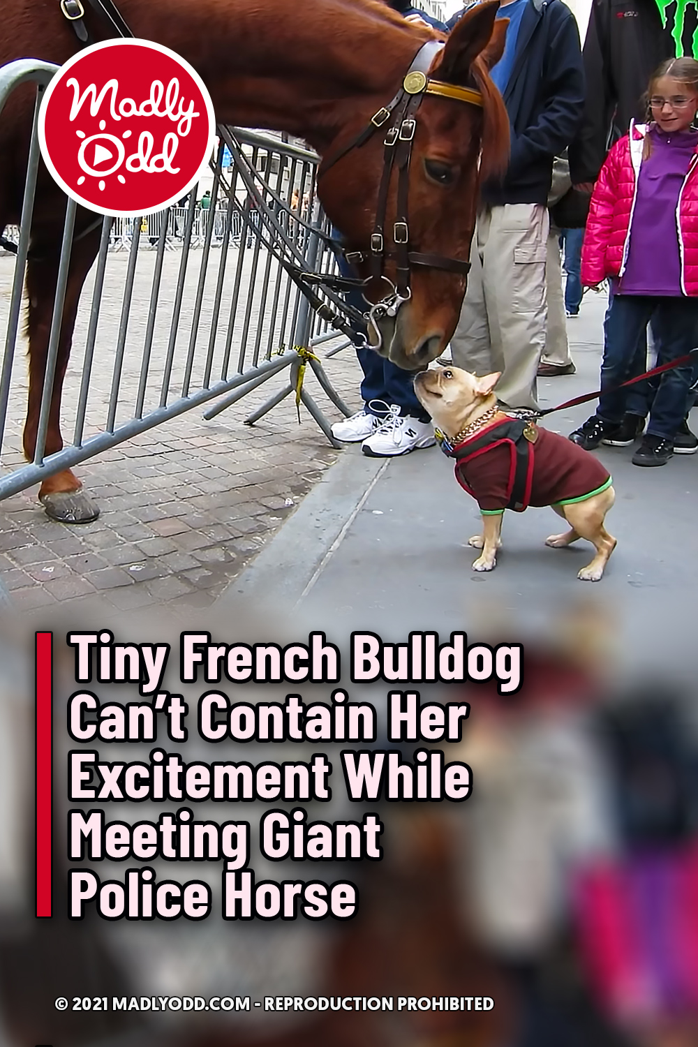 Tiny French Bulldog Can’t Contain Her Excitement While Meeting Giant Police Horse