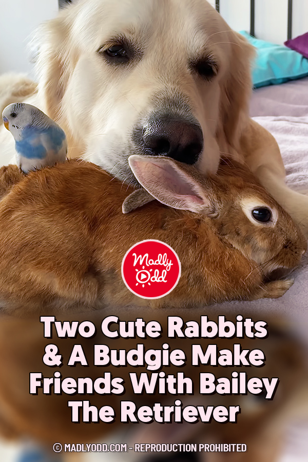 Two Cute Rabbits & A Budgie Make Friends With Bailey The Retriever