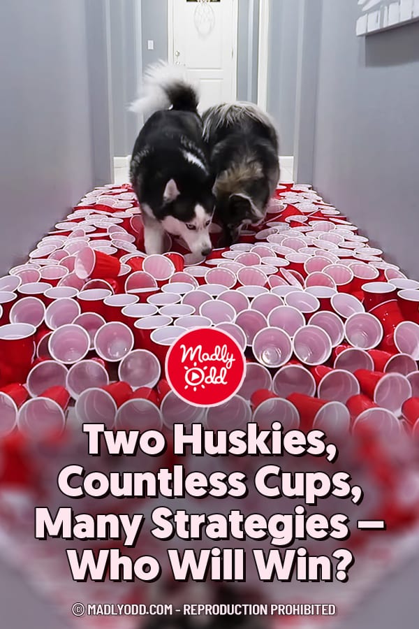 Two Huskies, Countless Cups, Many Strategies - Who Will Win?