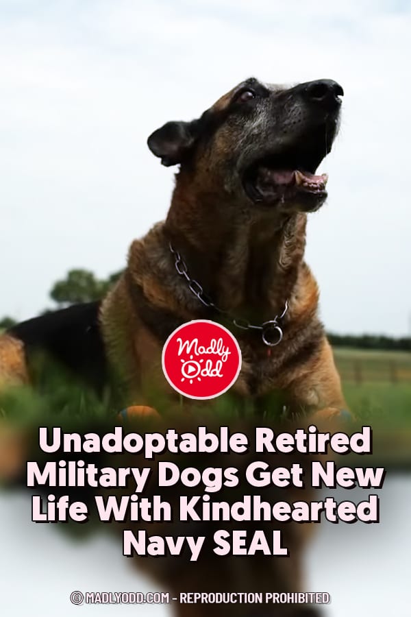 Unadoptable Retired Military Dogs Get New Life With Kindhearted Navy SEAL